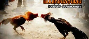 พนันไก่ชนออนไลน์ บนมือถือ