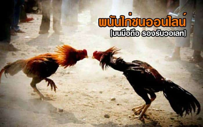 พนันไก่ชนออนไลน์ บนมือถือ